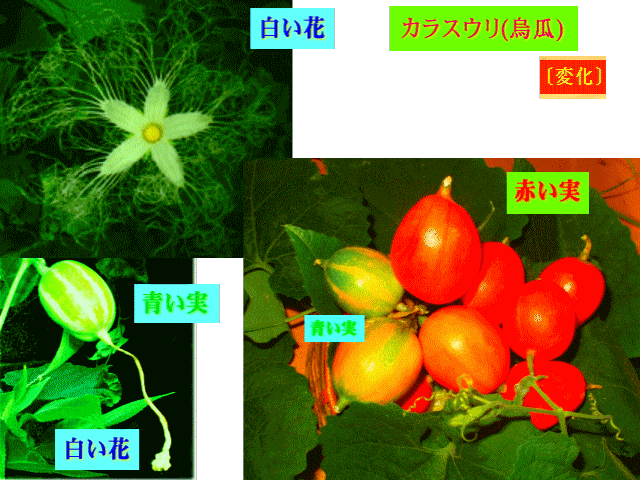 カラスウリ白い花が、青い実になり、赤い実に〔変化〕