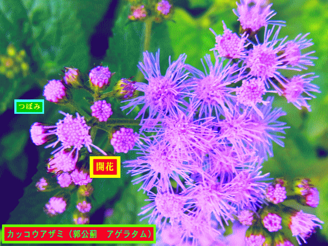 カッコウアザミ（郭公薊  アゲラタム）薄紫の花