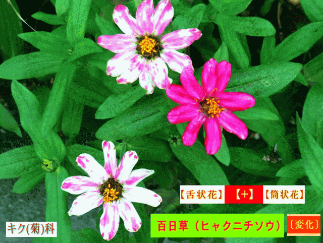 百日草（ヒャクニチソウ）mix【舌状花】＋【筒状花】　キク(菊)科