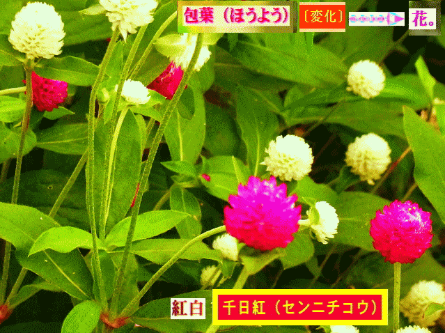 千日紅（センニチコウ） 紅白 →包葉（ほうよう）が、花。
