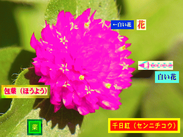 千日紅  【花】は、ちいさな白い花がぽつぽつと円周に。