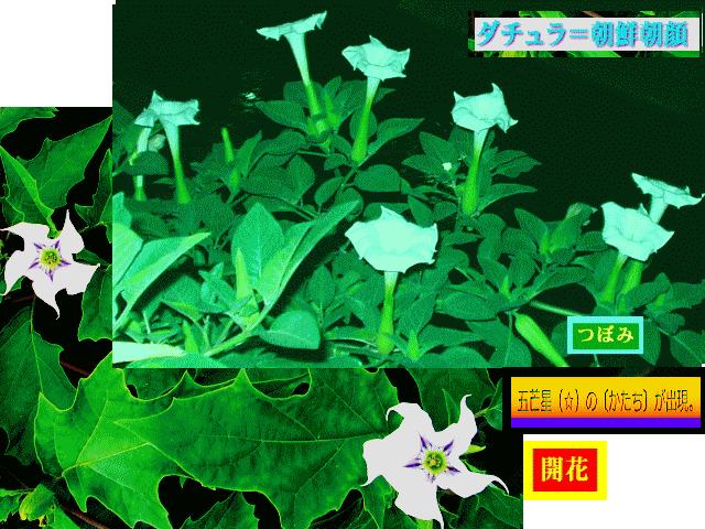 ダチュラ（朝鮮朝顔）  白い花　花底に五芒星（☆）出現