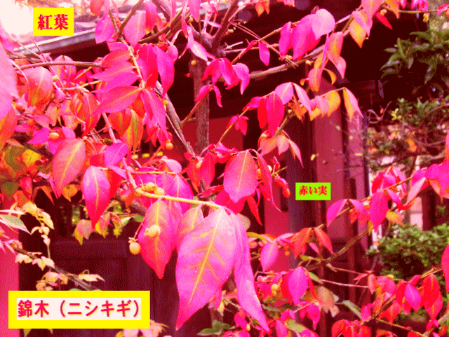 錦木（ニシキギ）　 早い紅葉　茶色の実は、赤い実になる