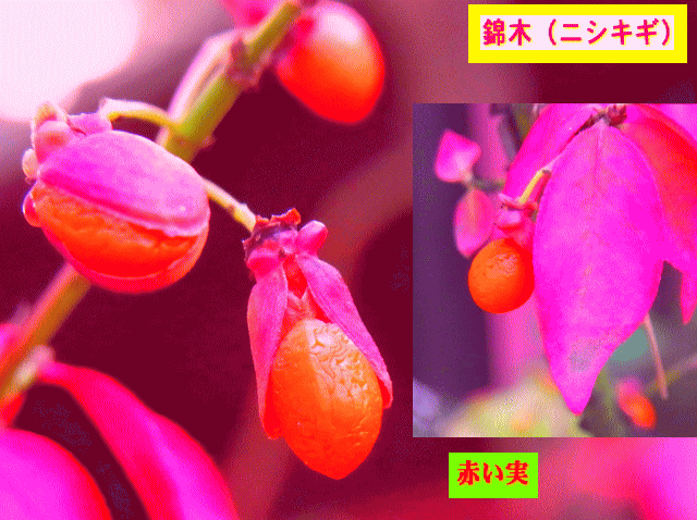 錦木（ニシキギ）　赤い実の〔変化〕