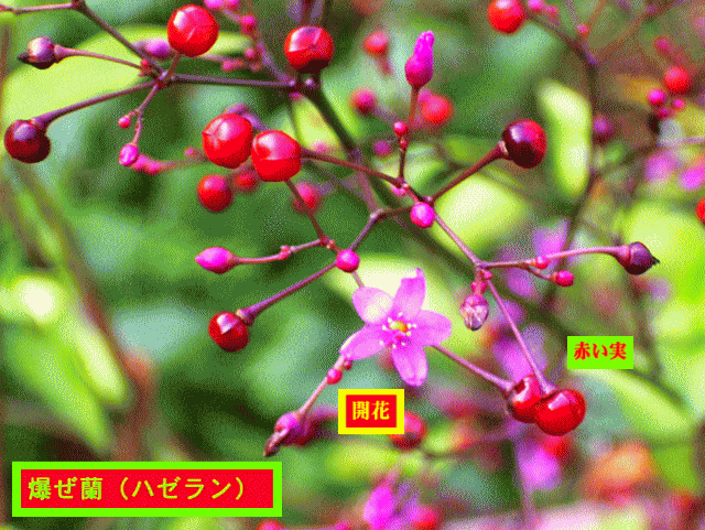 爆ぜ蘭（ハゼラン） ピンク　5弁小花 赤い実 
