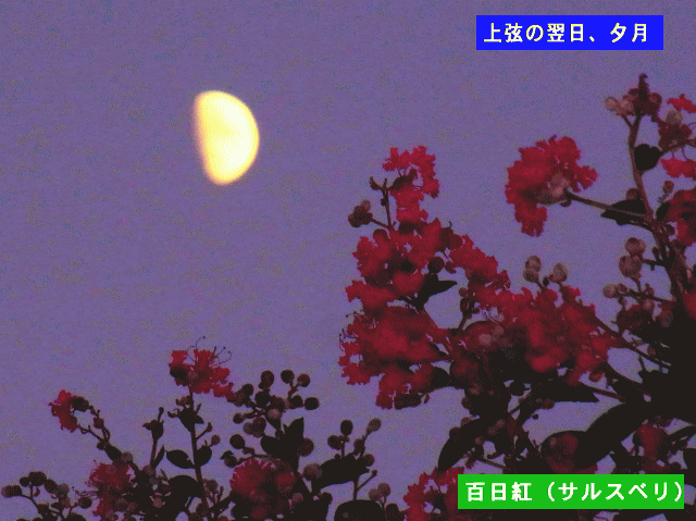 百日紅（サルスベリ）越しの夕月、上弦の翌日　　秋の空