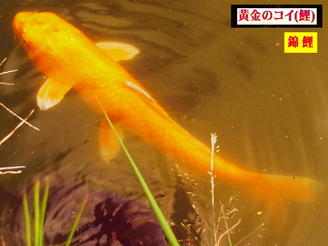 黄金のコイ(鯉)  のんびり泳ぎ、岸辺に来た日～～