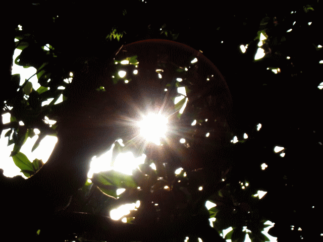 晩秋の空　◆木洩れ日