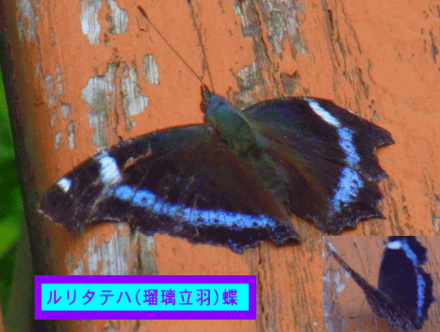 ルリタテハ(瑠璃立羽)蝶 成虫のまま｢冬を越す｣