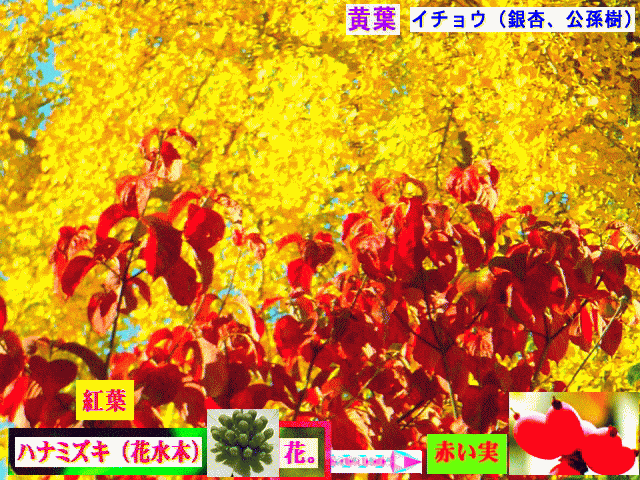 紅葉と黄葉　ハナミズキ（花水木）緑の花が赤い実に。イチョウ