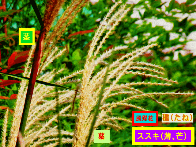 ススキ  緑の茎、細い葉、種(たね)　［風媒花］