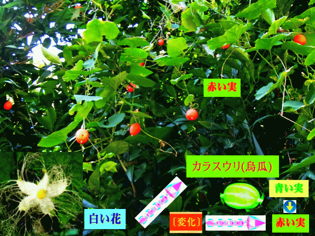 カラスウリ(烏瓜)の赤い実みのる　白い花の〔変化〕 