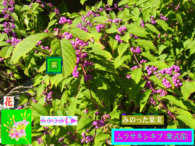 ムラサキシキブ(紫式部)の紫の実みのる　ピンク花の〔変化〕