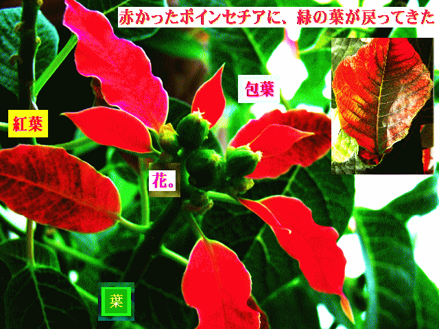 ポインセチア  赤い葉が緑の葉に〔変化〕→赤が混じる緑の葉