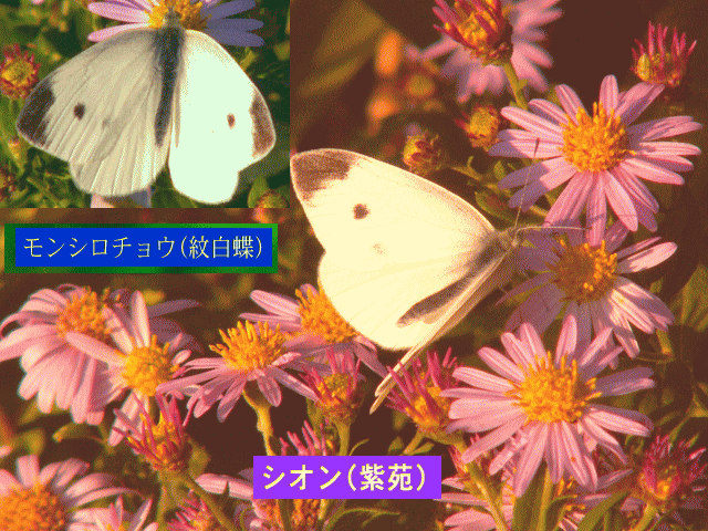 シオン(紫苑)＝アスターとモンシロチョウ(紋白蝶)