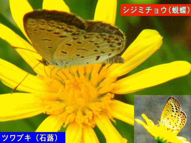 黄色ツワブキ（石蕗）とシジミチョウ(蜆蝶)
