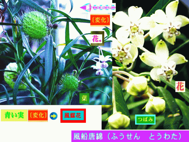 風船唐綿（ふうせん　とうわた）-1 　白い花が トゲある青い実に〔変化〕
