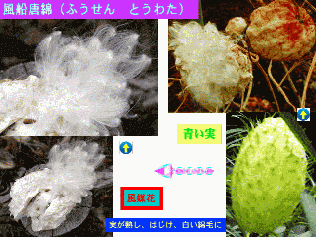 風船唐綿-2 青い実が熟し、はじけ、白い綿毛の種(たね)みのり飛ぶ［風媒花］