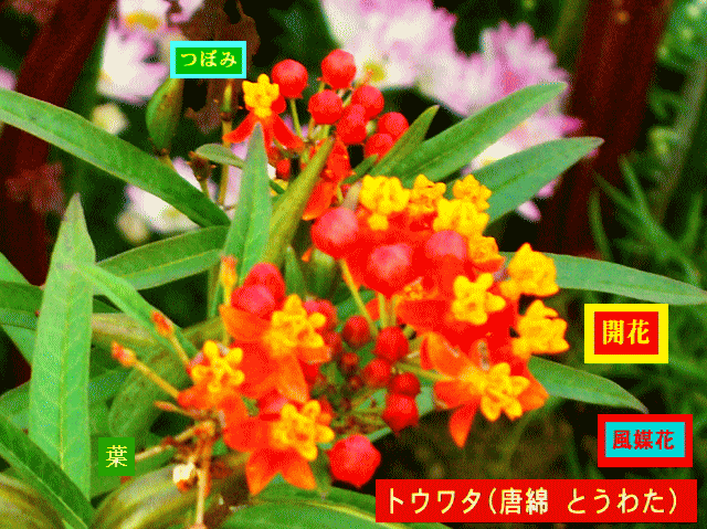 トウワタ(唐綿 とうわた) 風媒花。赤いつぼみ、黄色い小花