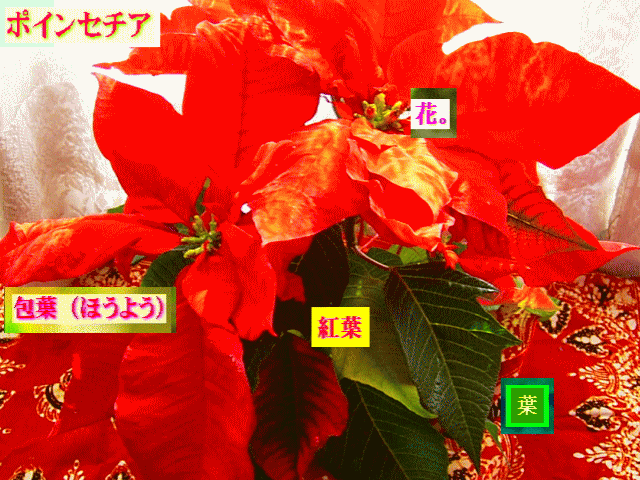 ポインセチア　紅い包葉が、小さな原始的【花】たちを包む