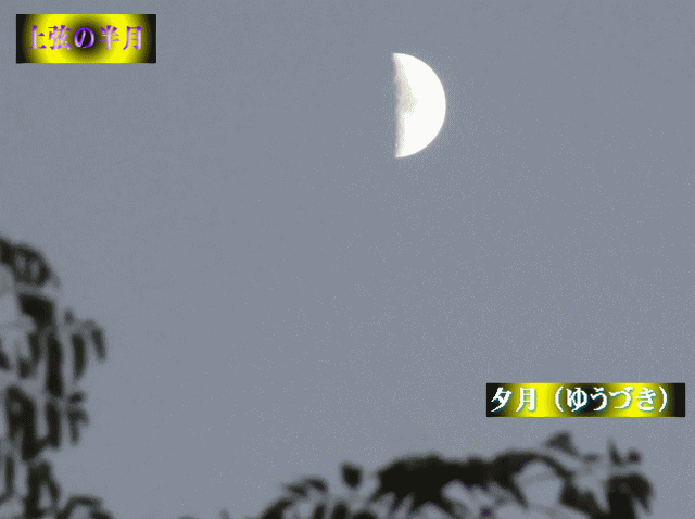 初冬の空　◆上弦の半月(ハーフ ムーン)　夕月（ゆうづき）
