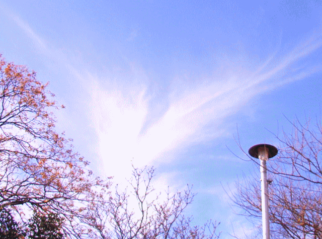 初冬の空　◆白い翼(つばさ)の雲