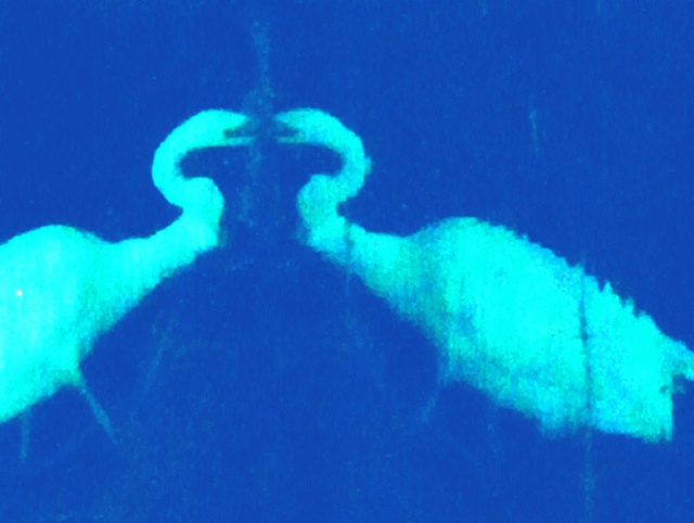 ダイサギ(大鷺) 水中にうつる白い影（シルエット）【水相観】