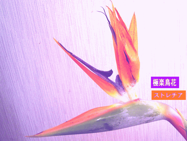 極楽鳥花（ゴクラクチョウカ）ストレチア 単子葉植物
