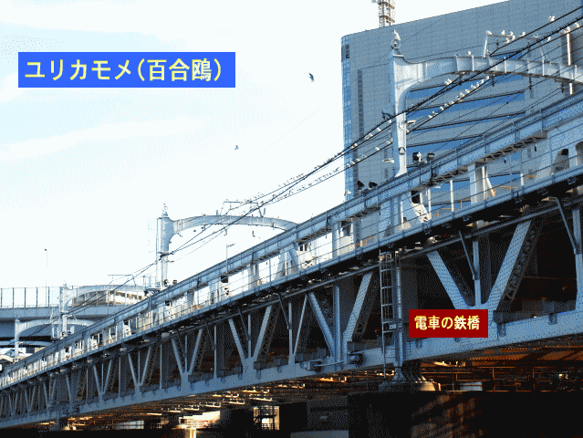 ユリカモメ(百合鴎)-2　　電車の鉄橋 