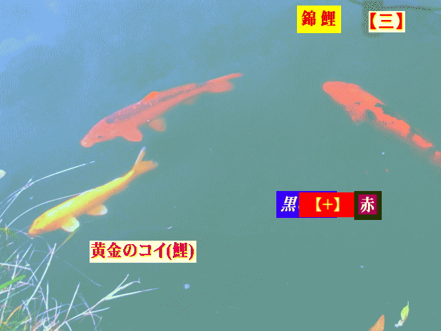 錦鯉(にしきごい)　【三】　黄金、赤に黒【二】 【水相観】