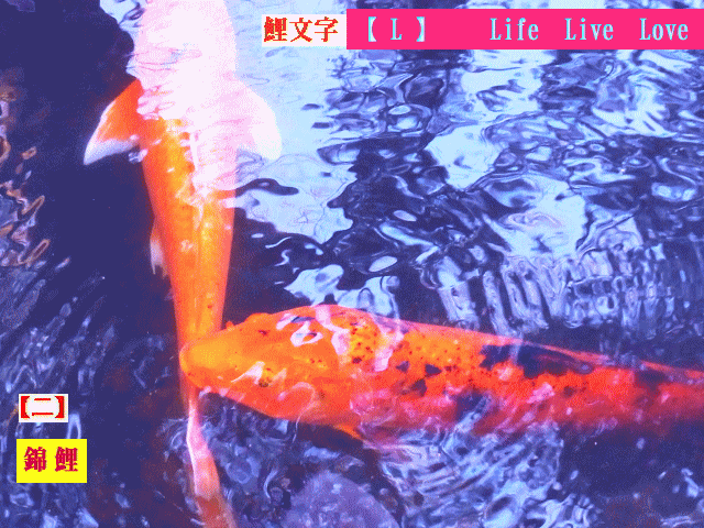 錦鯉　赤【二】 　鯉文字【 L 】 Life Live Love　【水相観】