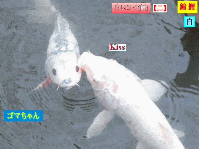 錦鯉 　白【二】 　白い鯉が、ゴマちゃんにKiss