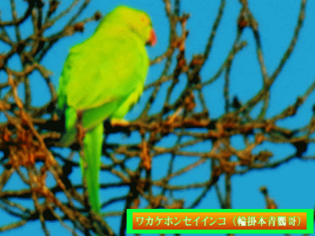ワカケホンセイインコ（輪掛本青鸚哥）　黄緑の鳥