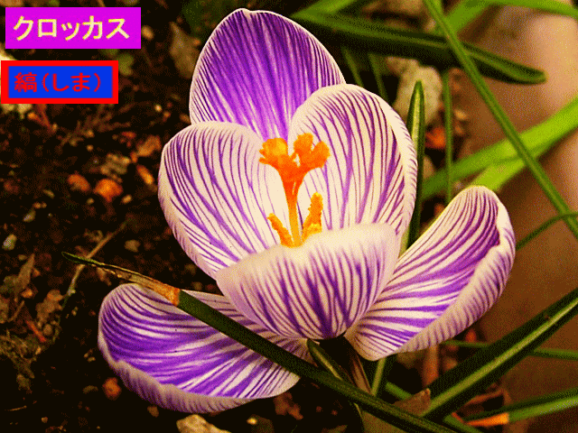 クロッカス   白と紫の縞（しま）  花サフラン 