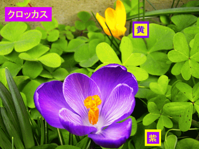 クロッカス  紫。黄＝別名：寒咲きクロッカス