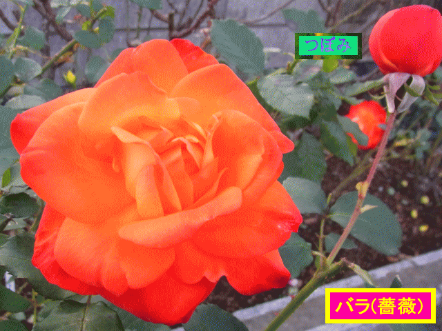 バラ(薔薇)　 紅  大輪　つぼみと開花