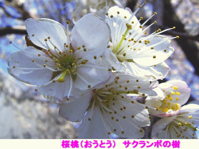 桜桃 サクランボの樹　白い花　　バラ(薔薇)科　サクラ（桜）属　