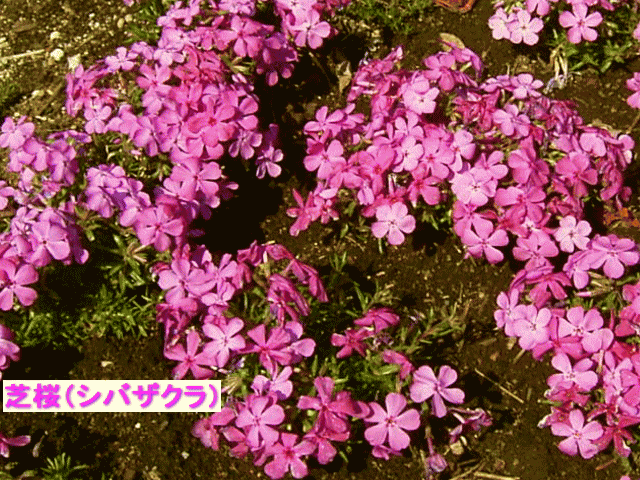 芝桜（シバザクラ）　花芝（はなしば）　　足もとの　濃いピンク