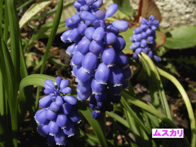 ムスカリ　青紫の花　別名は、ブドウ(葡萄)ヒアシンス
