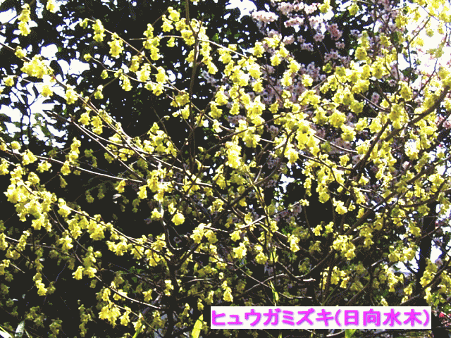 ヒュウガミズキ(日向水木)　黄色い小花が房に マンサク(満作)科