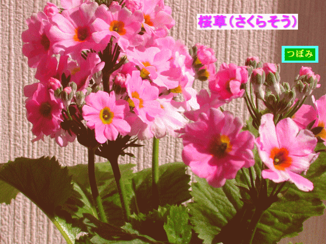 桜草（さくらそう）オトメザクラ(乙女桜)　花言葉は「運命を開く」　ピンク