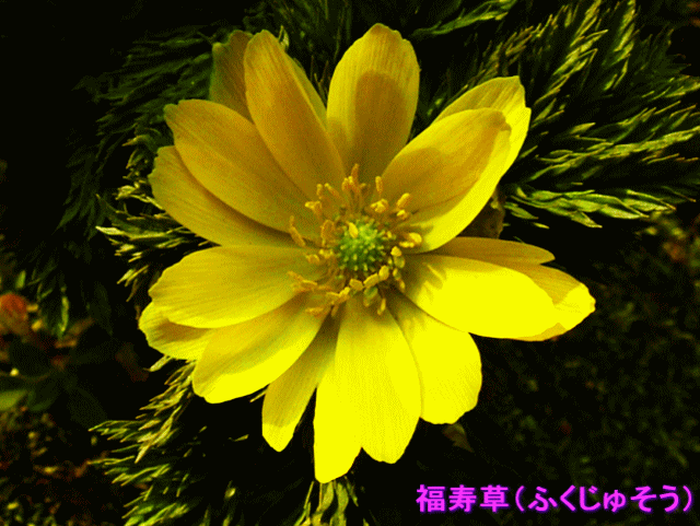 福寿草（ふくじゅそう） キンポウゲ（金鳳花）科　陽が当たると開花