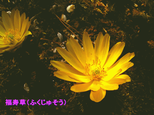 福寿草（ふくじゅそう）　黄色の花　20～30枚の花弁