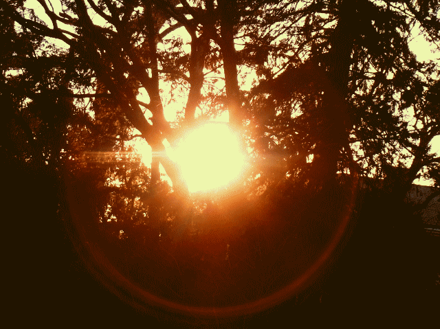 早春の空 　◆木洩れ日
