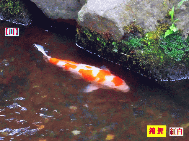 【川】の錦鯉(にしきごい)　紅白　【水相観】