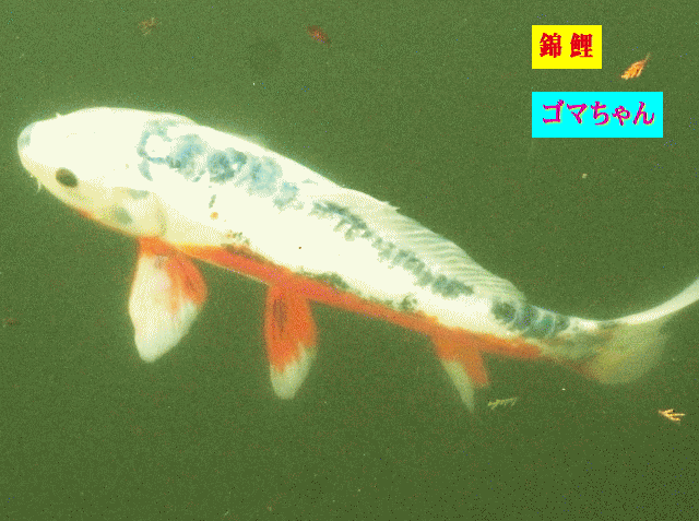 錦鯉のゴマちゃんゴ   腹部は赤、背ビレは白