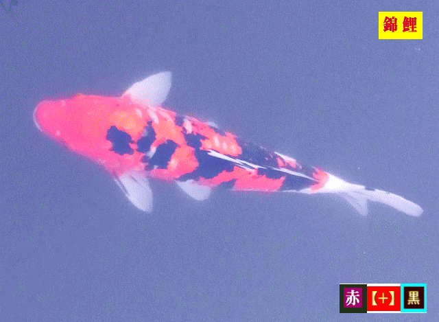 [赤と黒]の錦鯉(にしきごい)　 【水相観】