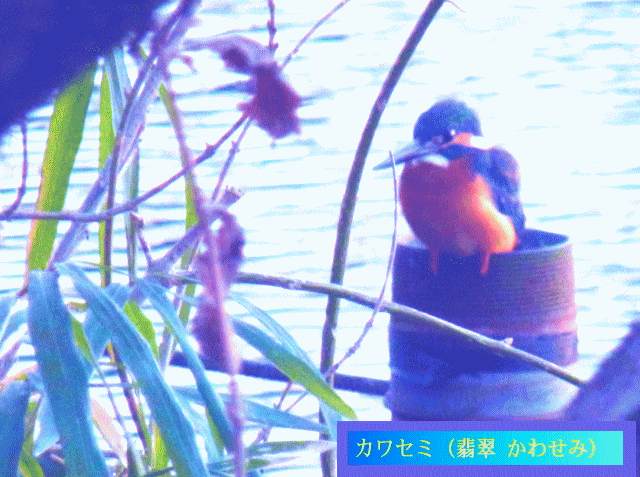 カワセミ（翡翠 かわせみ）　 まん丸く座る青い鳥