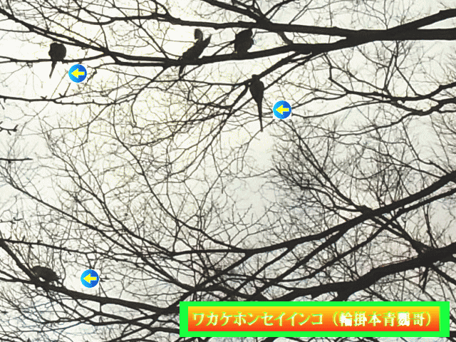 ワカケホンセイインコ（輪掛本青鸚哥）　枝で待機の５匹