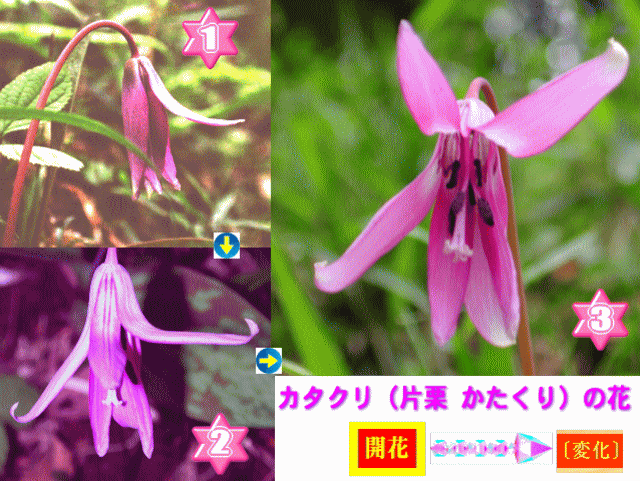 カタクリ（片栗 かたくり）の花。開花の［変化］1-2-3